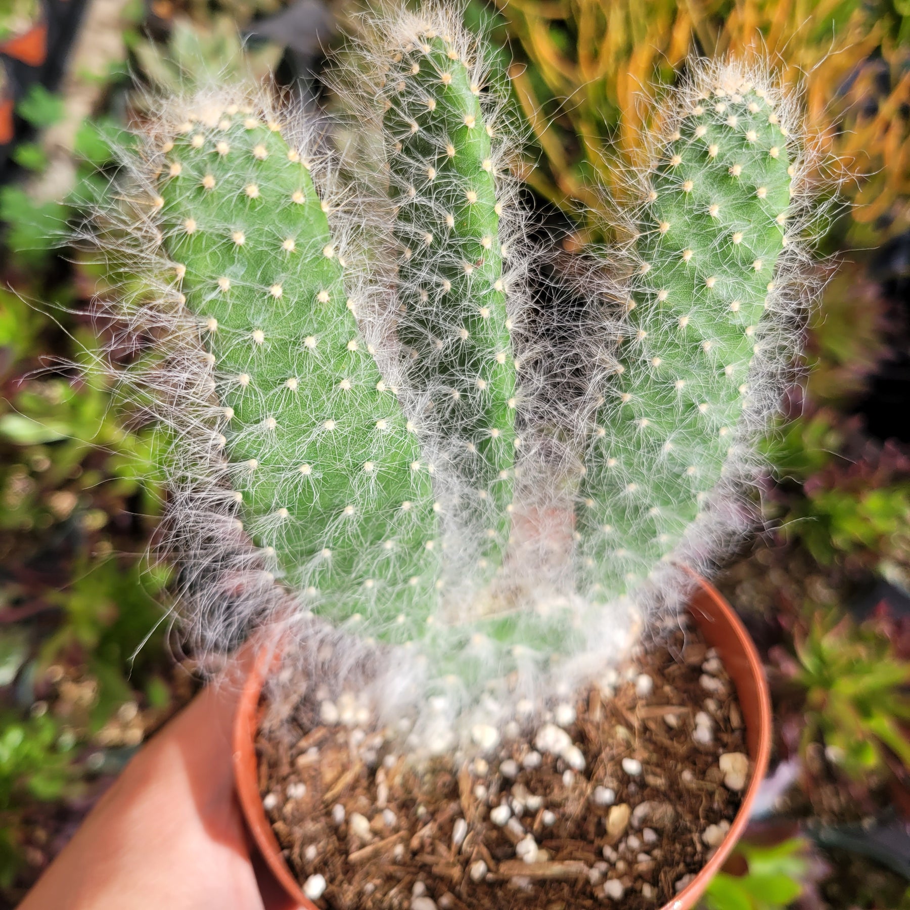 blue prickly pear cactus Opuntia (Prickly Pear) Snow "Blue Jacket" -