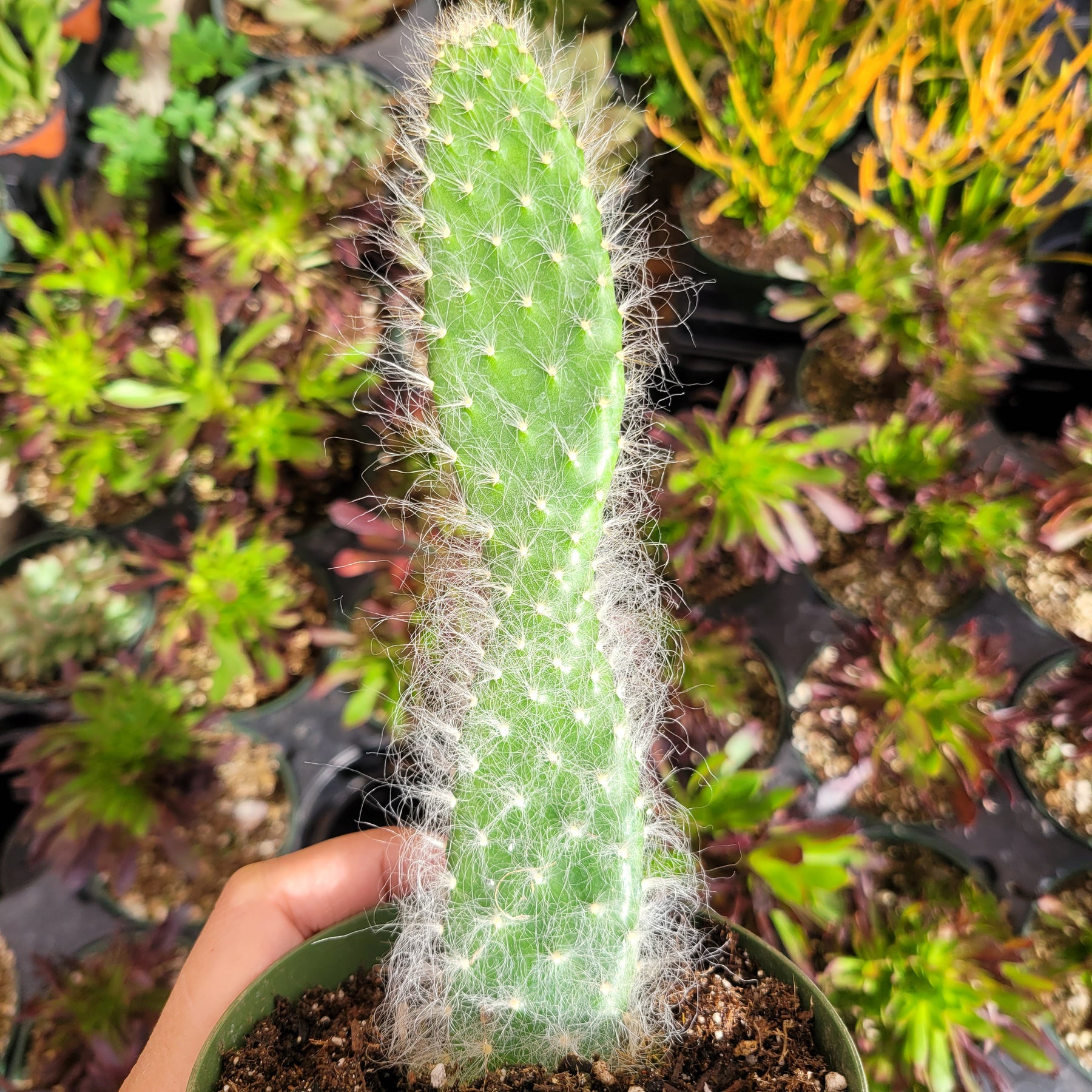 hairy prickly pear cactus Opuntia (Prickly Pear) Snow "Blue Jacket"