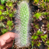 Opuntia Snow Blue Jacket with white, hair-like spines in pot.
