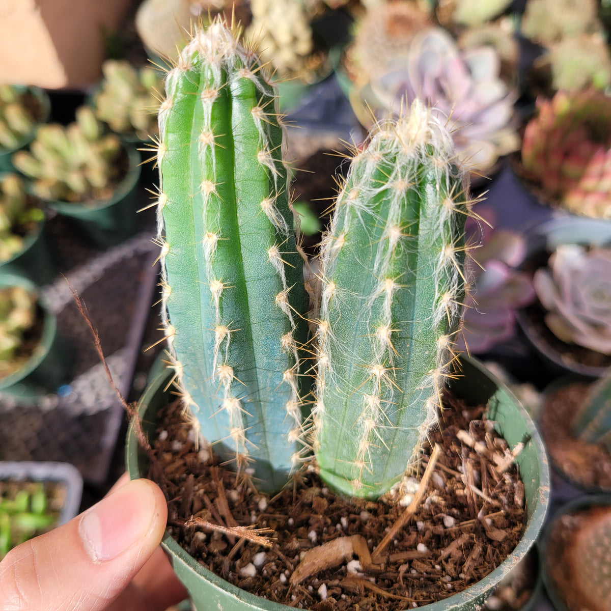 Pilosocereus cephalocereus palmeri