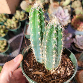 Pilosocereus cephalocereus palmeri