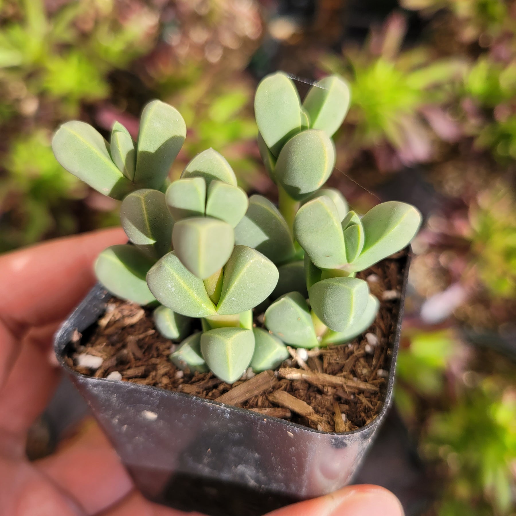 ice plant pot Corpuscularia lehmannii