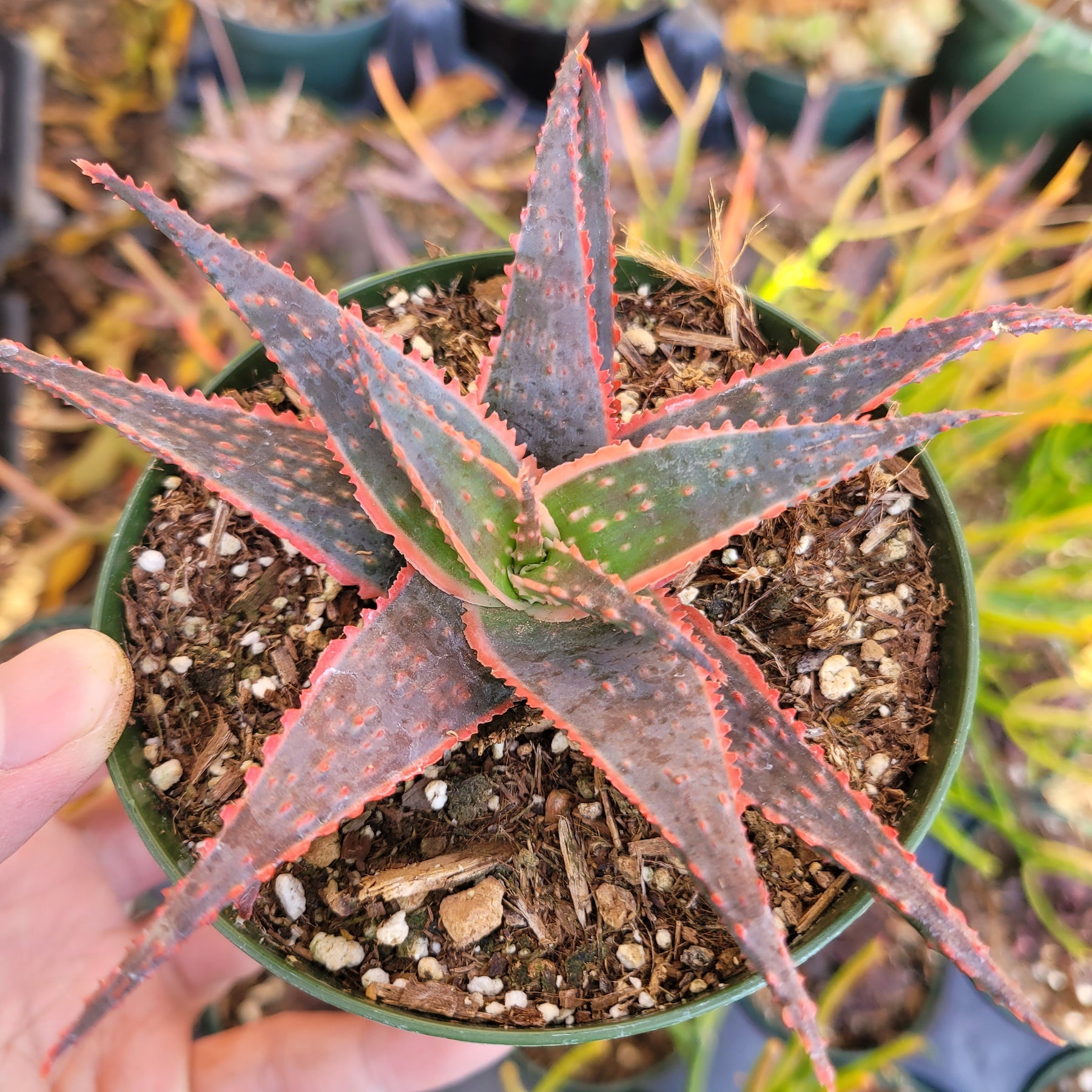 red aloe vera plant for sale Aloe 'Christmas Carol'