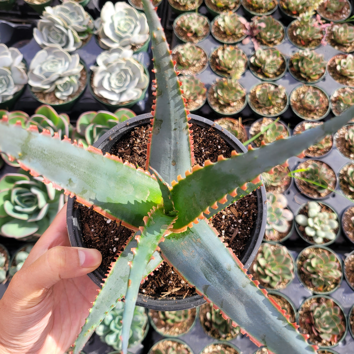 Aloe 'Swordfish'