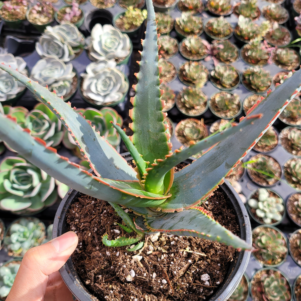 sword plant succulent Aloe 'Swordfish'