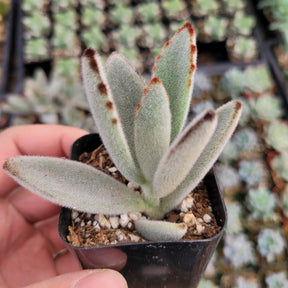 Kalanchoe tomentosa - Panda Plant, Donkey Ears - Succulents Depot