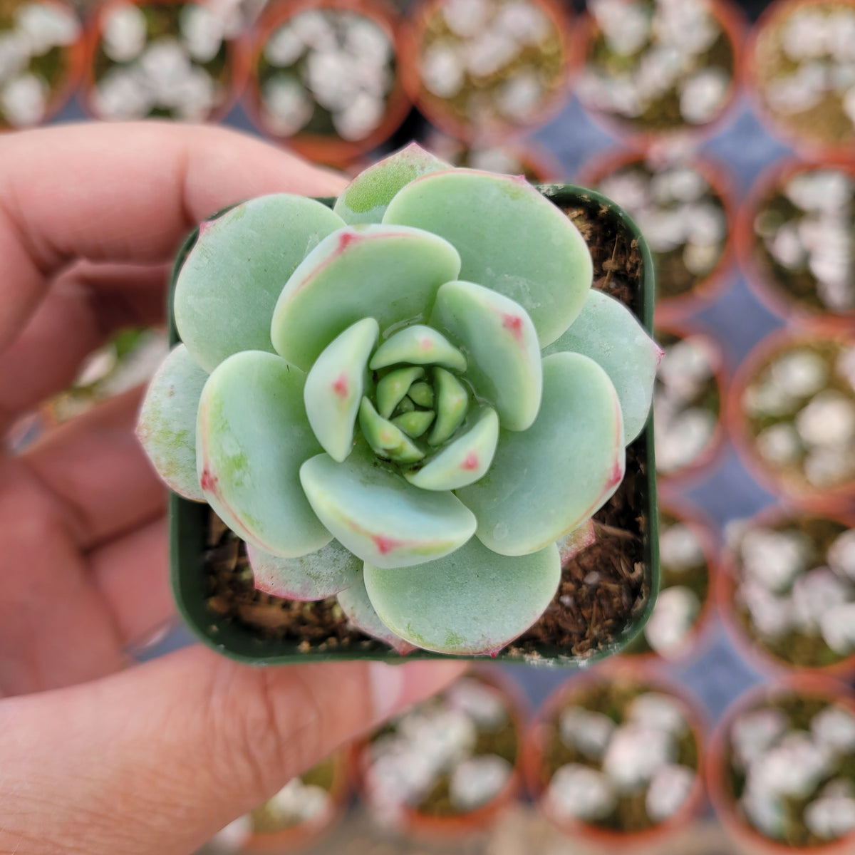 visalia succulents Echeveria 'Vanilla Bees'