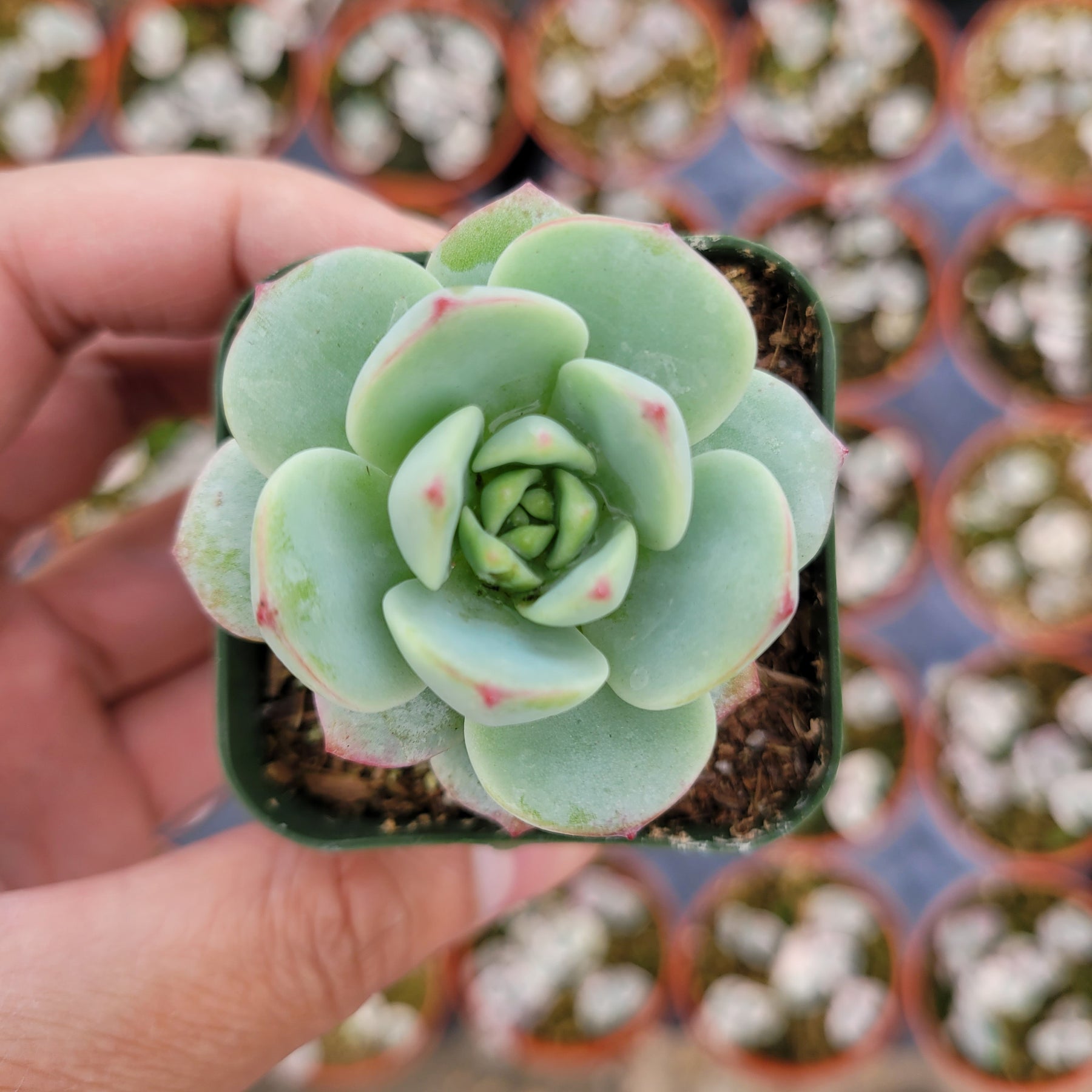 v shaped succulent Echeveria 'Vanilla Bees' -