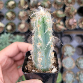 Pilosocereus cephalocereus palmeri