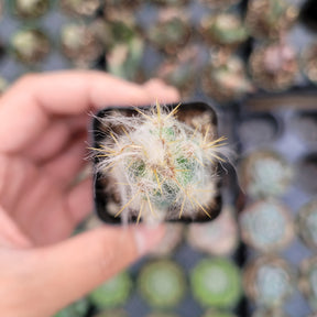 Pilosocereus cephalocereus palmeri