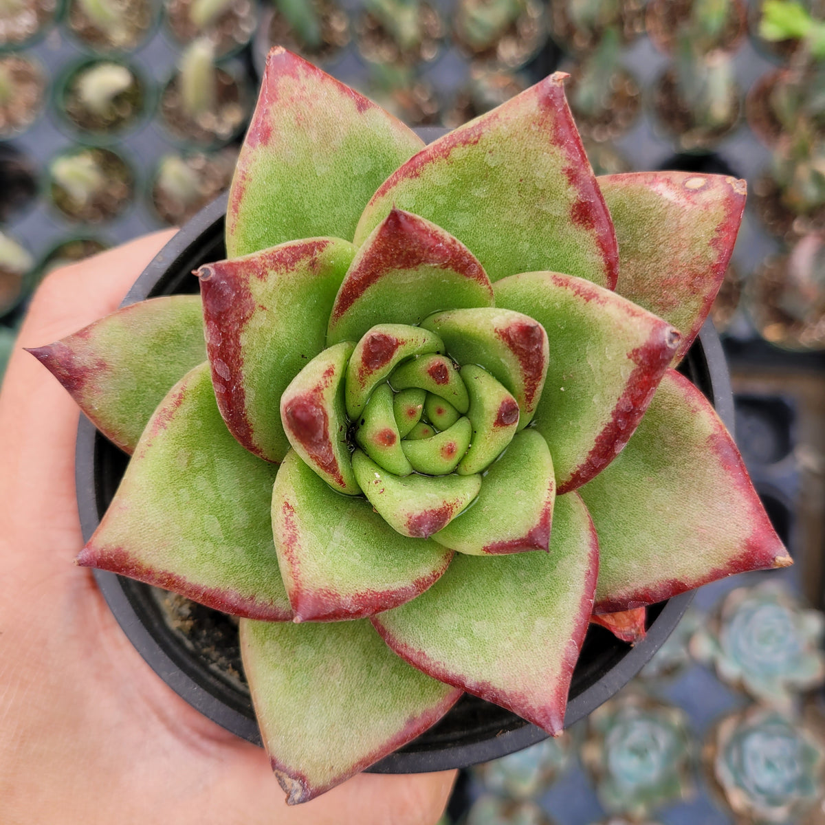 Echeveria agavoides 'Lipstick' Hybrid