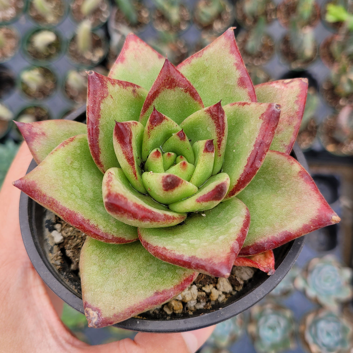 Echeveria agavoides 'Lipstick' Hybrid