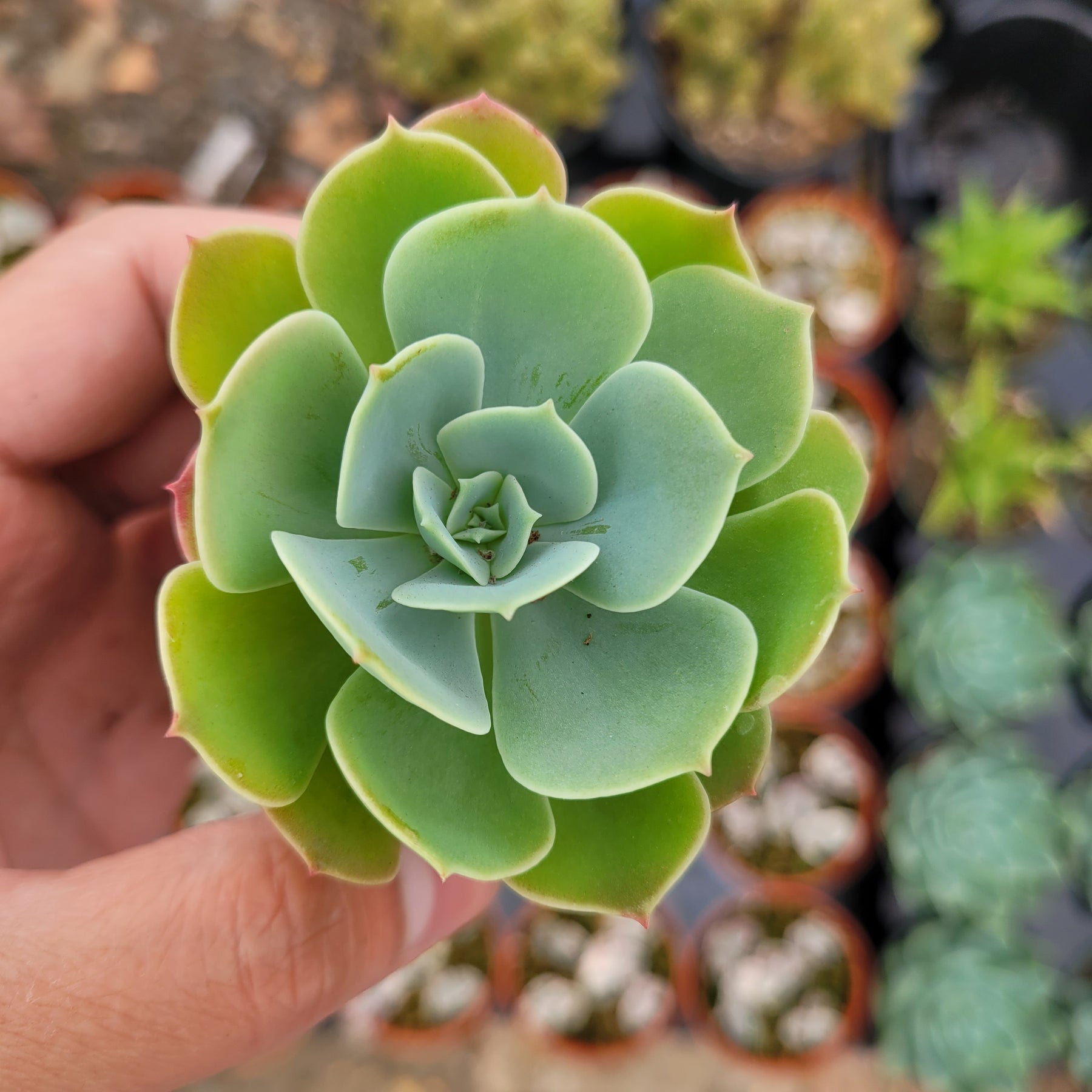 lemon succulent plant Echeveria 'Lemon Rose'