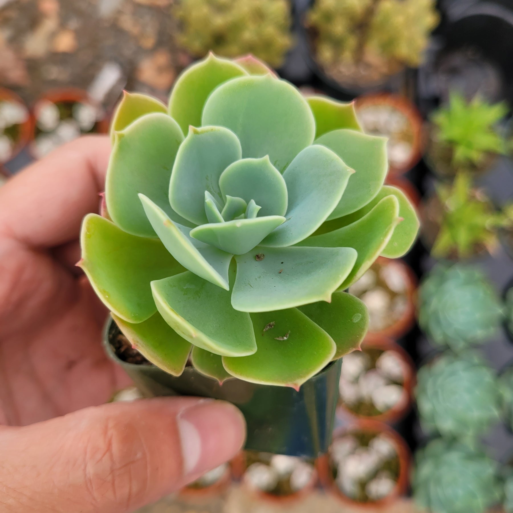 lemon succulent plant Echeveria 'Lemon Rose'