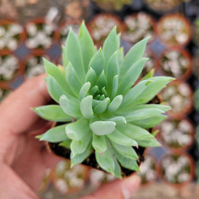 Sedeveria 'Fanfare'