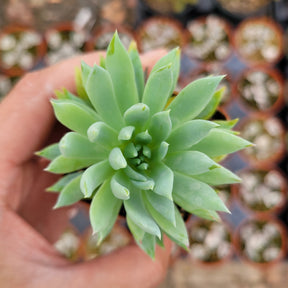 Sedeveria 'Fanfare'