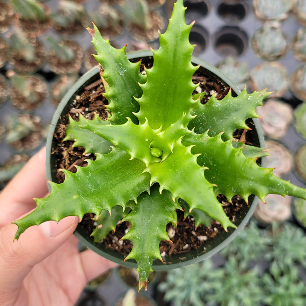 is aloe vera a cam plant Aloe cameronii
