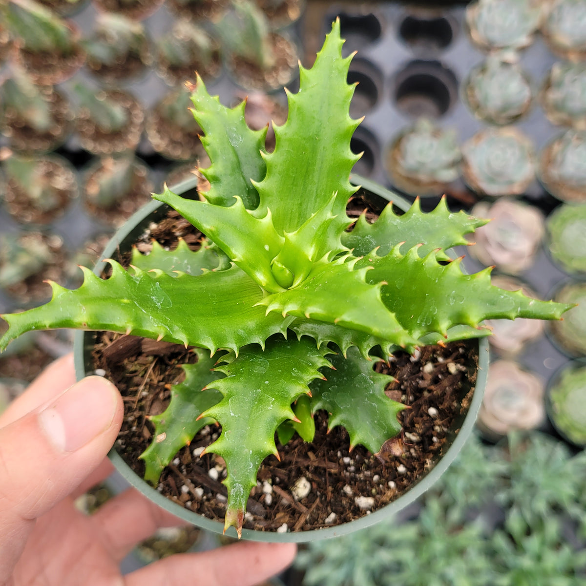 Aloe cameronii