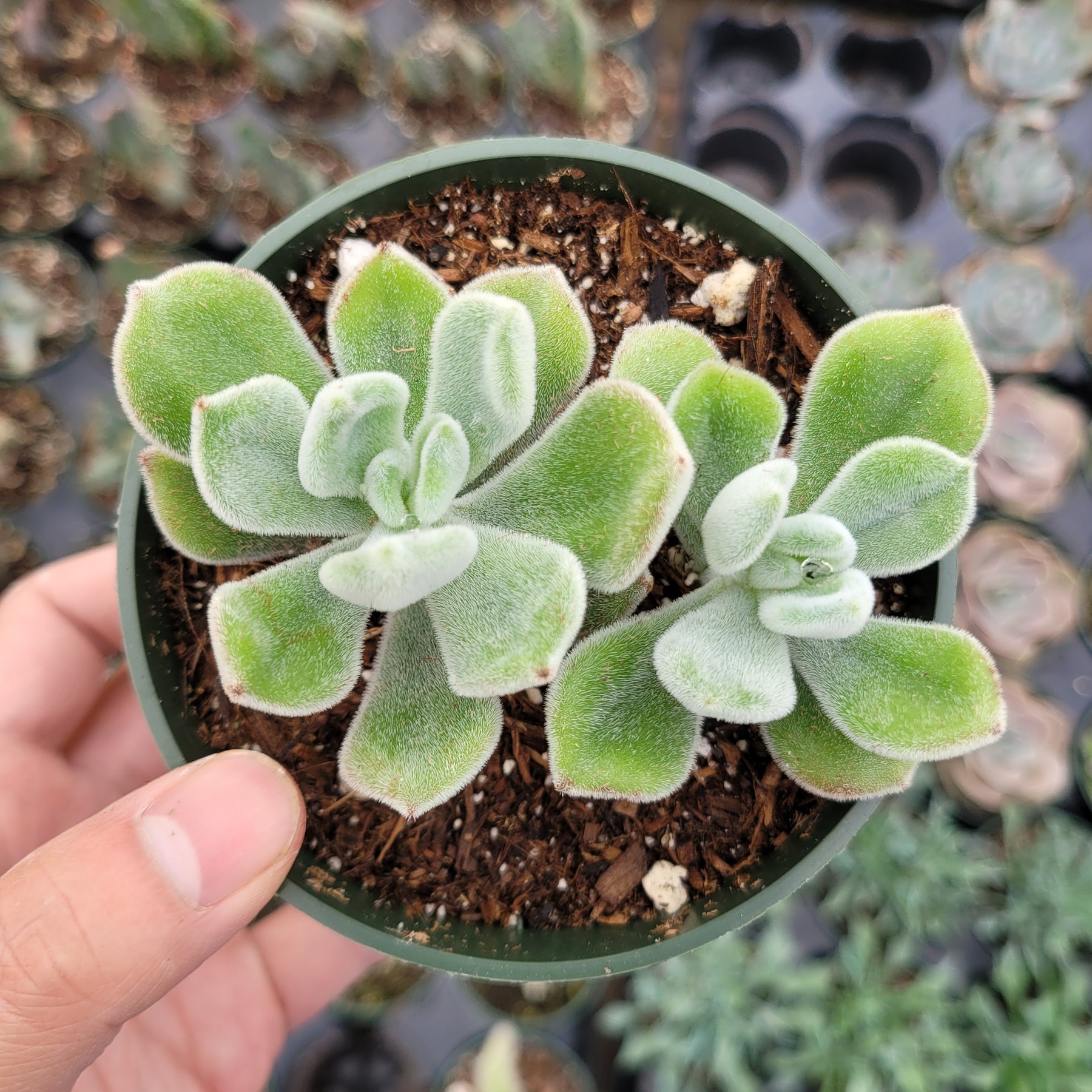 fuzzy echeveria succulent Echeveria 'Frosty'