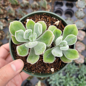 Echeveria 'Frosty'