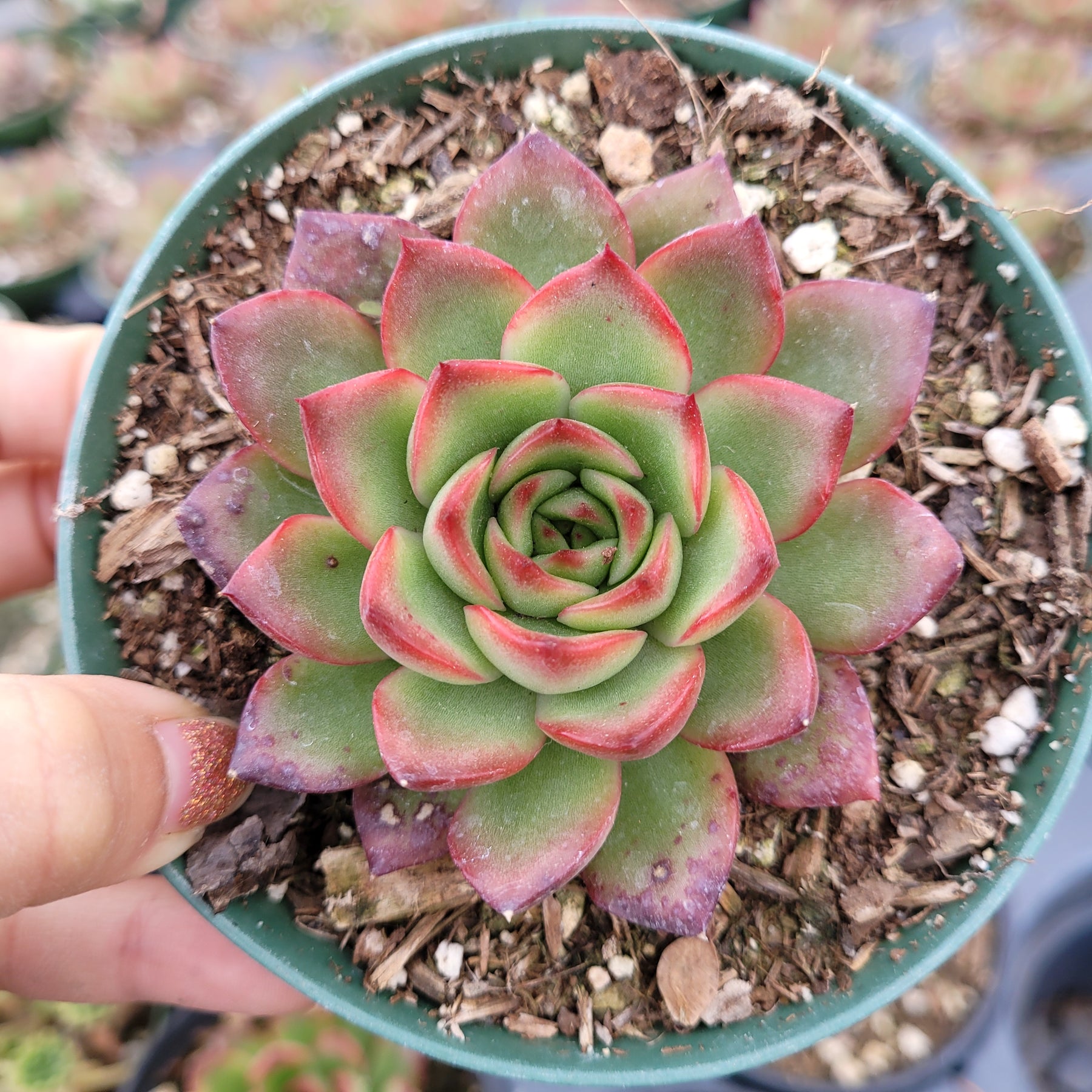 flea plant succulent Echeveria Puli-lindsayana