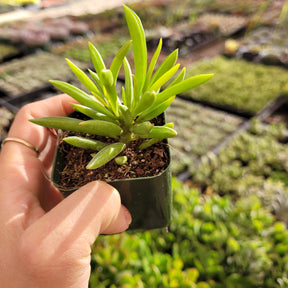 Peperomia ferreyrae - Pincushion Peperomia