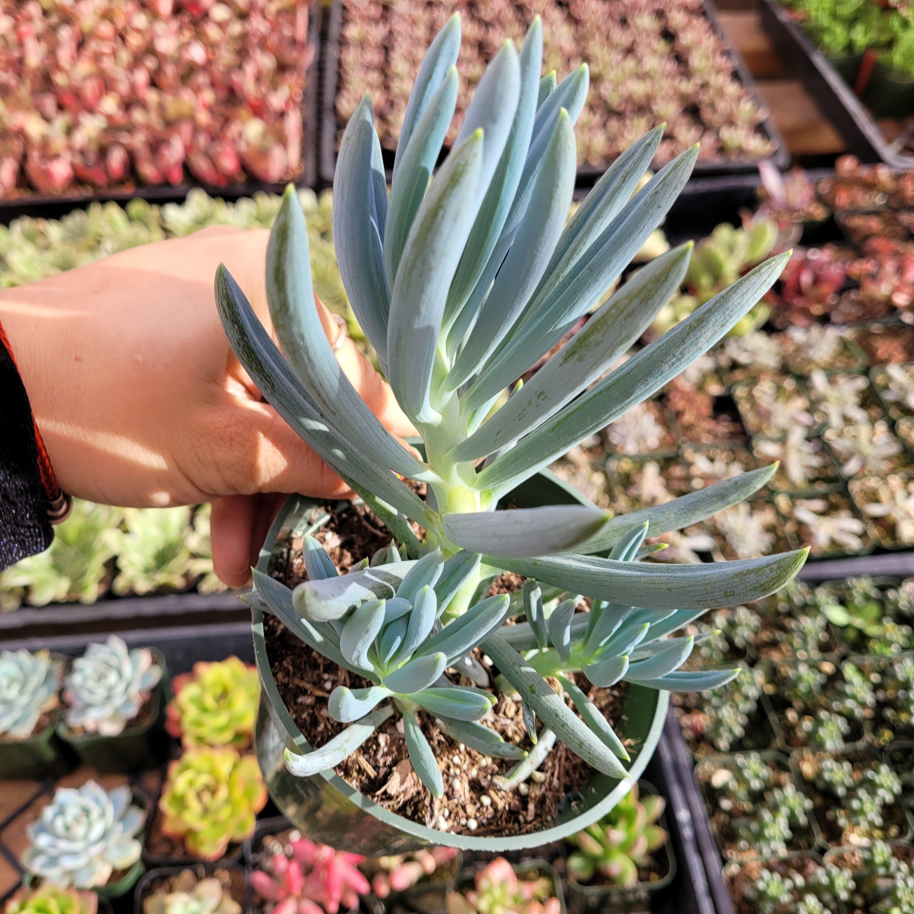 chalk succulents Senecio serpens 'Blue Chalk Sticks' -