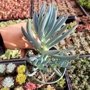 chalk fingers succulent Senecio serpens 'Blue Chalk Sticks' 2 Inch