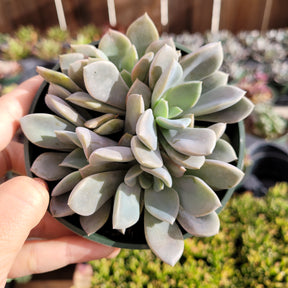 Graptoveria 'Debbie' - Succulents Depot