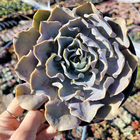 pink frills succulent Echeveria shaviana 'Pink Frills'