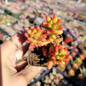 jelly beans succulent Sedum rubrotinctum Jelly Bean 2 Inch #A