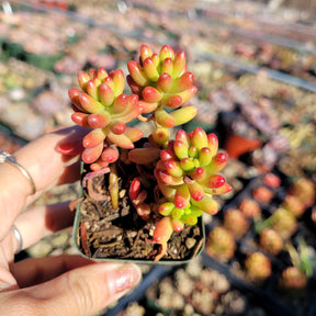 jelly bean plant succulent Sedum rubrotinctum Jelly Bean 4 Inch