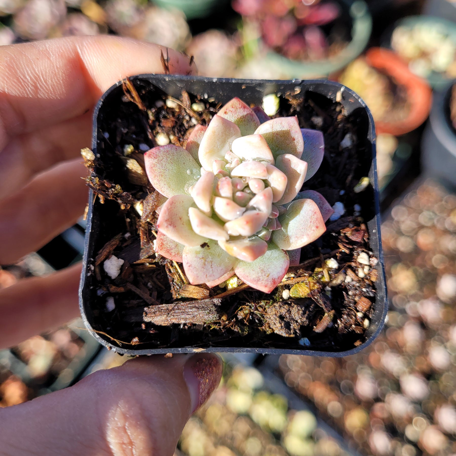 prolifica succulent Echeveria Prolifica -