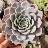 Echeveria Orion succulent in hand, showing pink-edged blue-green leaves.
