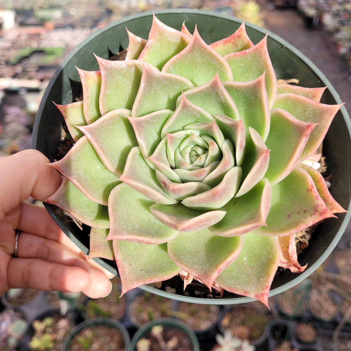 Echeveria Flority