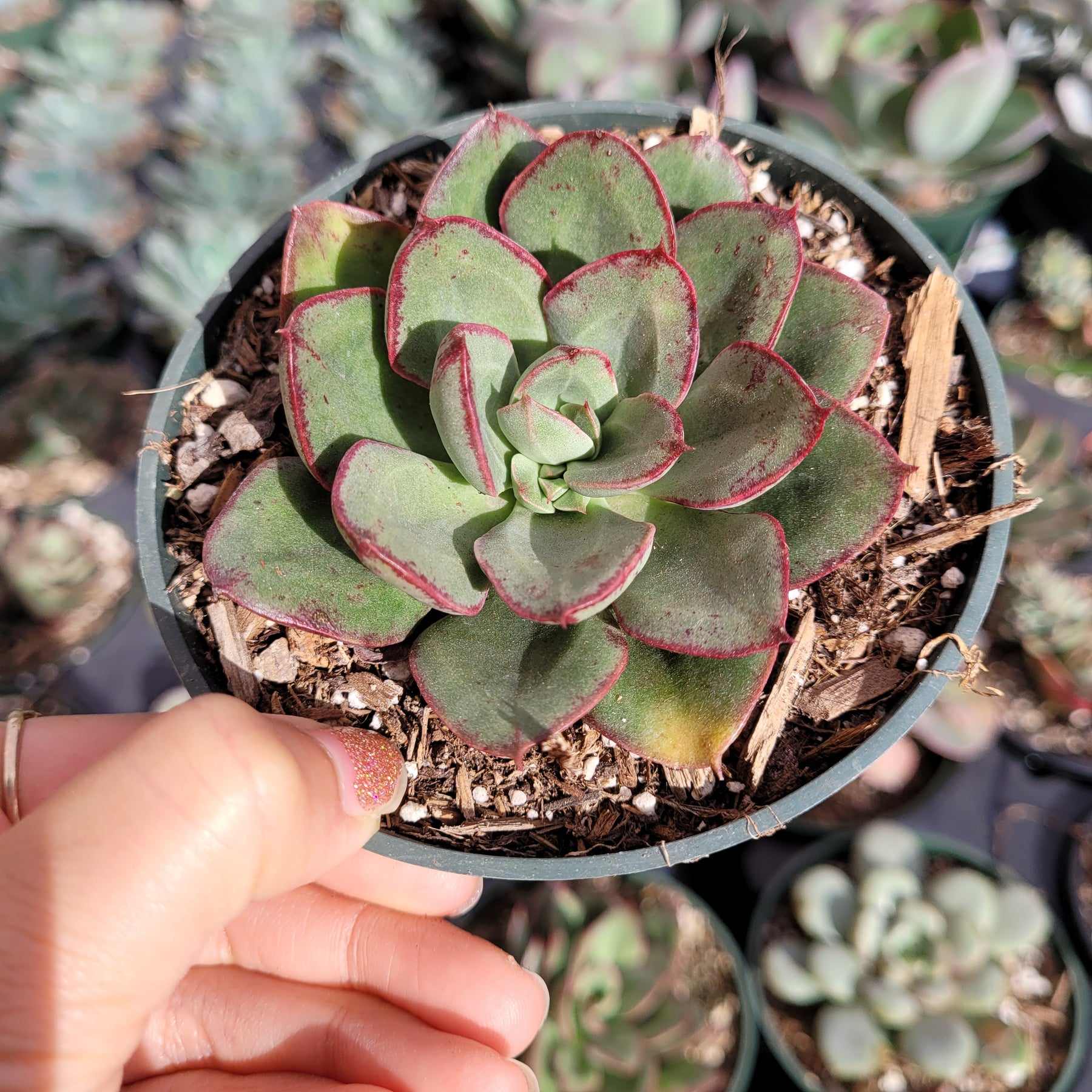 echeveria air plant Echeveria 'Ana Lu'