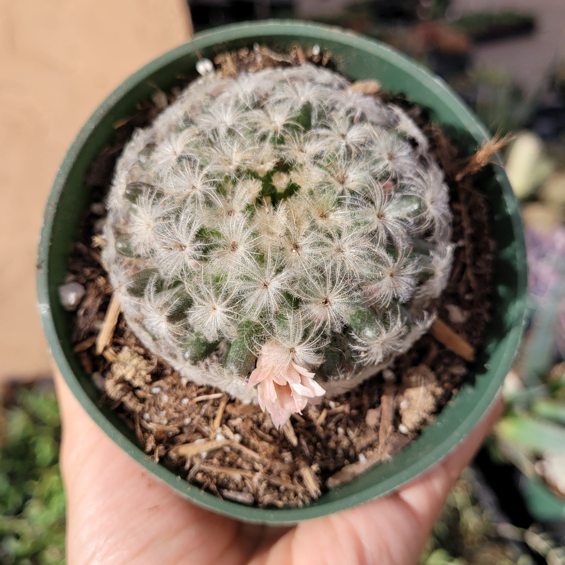 feather plant pots Mammillaria plumosa 'Feather Cactus'