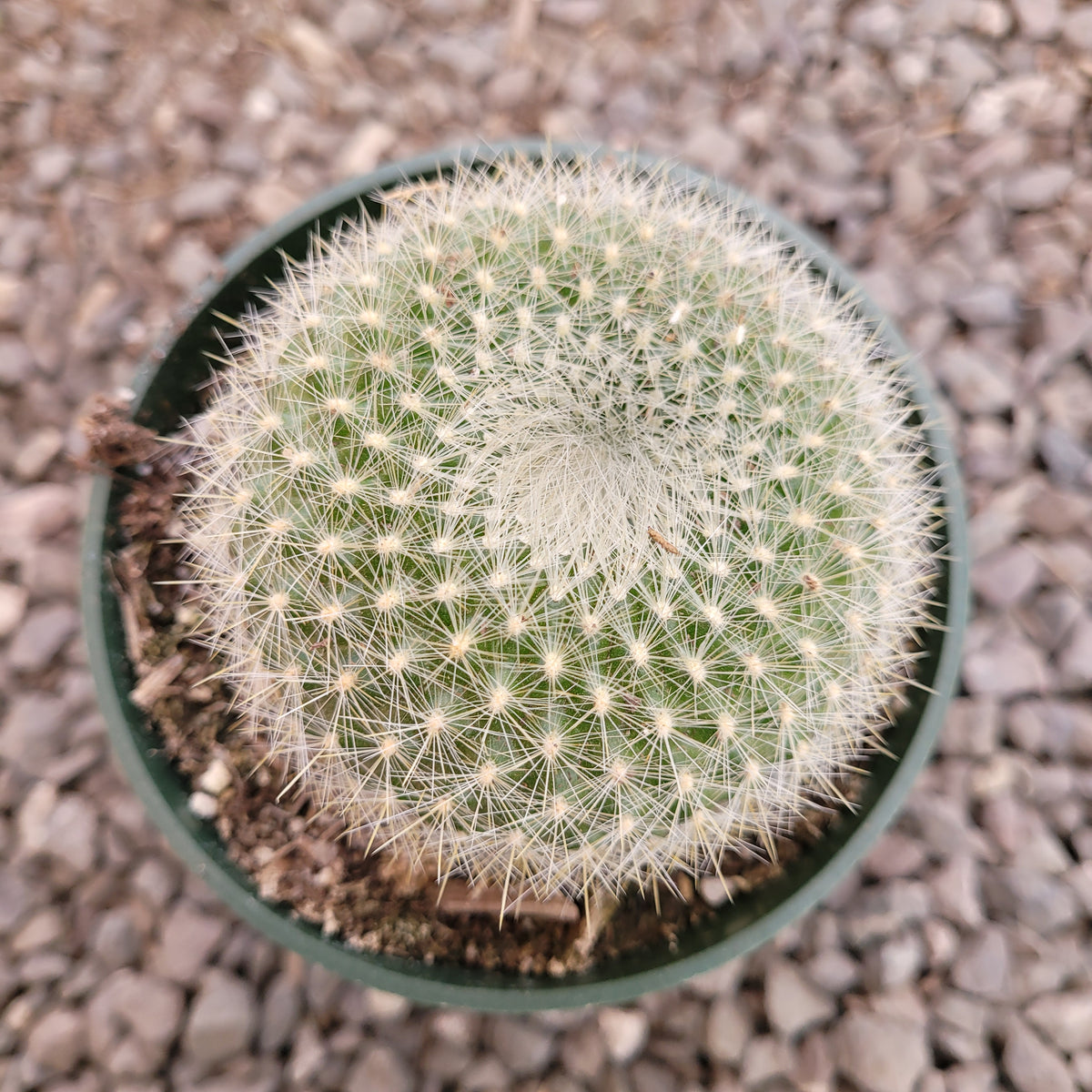 Parodia haselbergii 'Scarlet Ball Cactus'