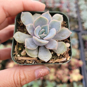 Echeveria Orion*