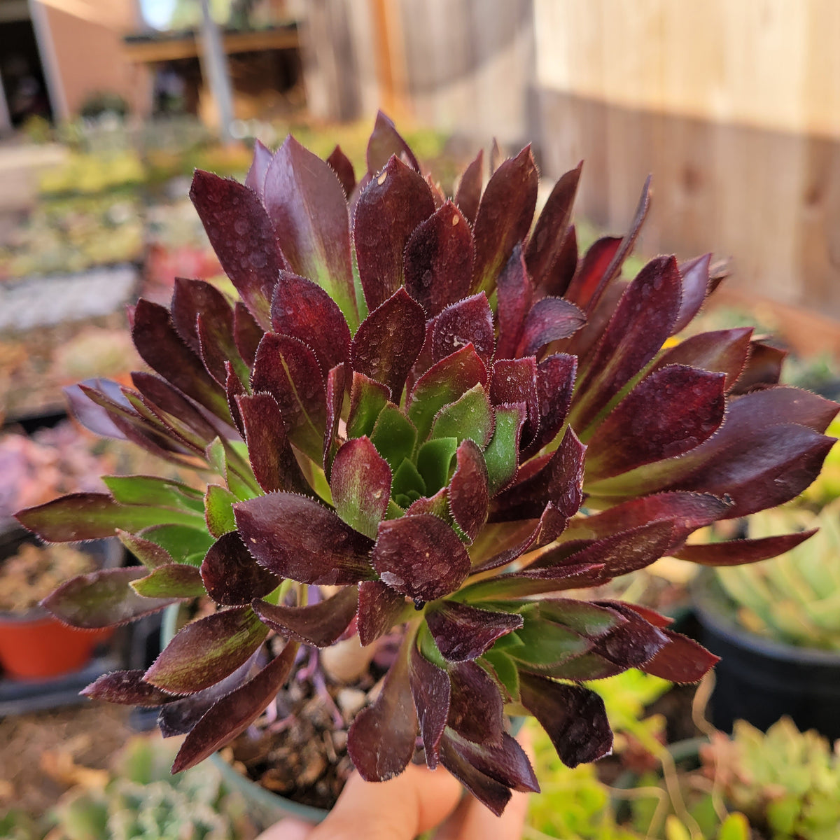 Aeonium 'Firecracker' - Succulents Depot