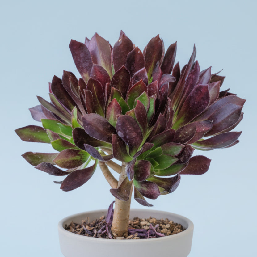 Aeonium 'Firecracker' succulent with burgundy-purple rosette leaves.