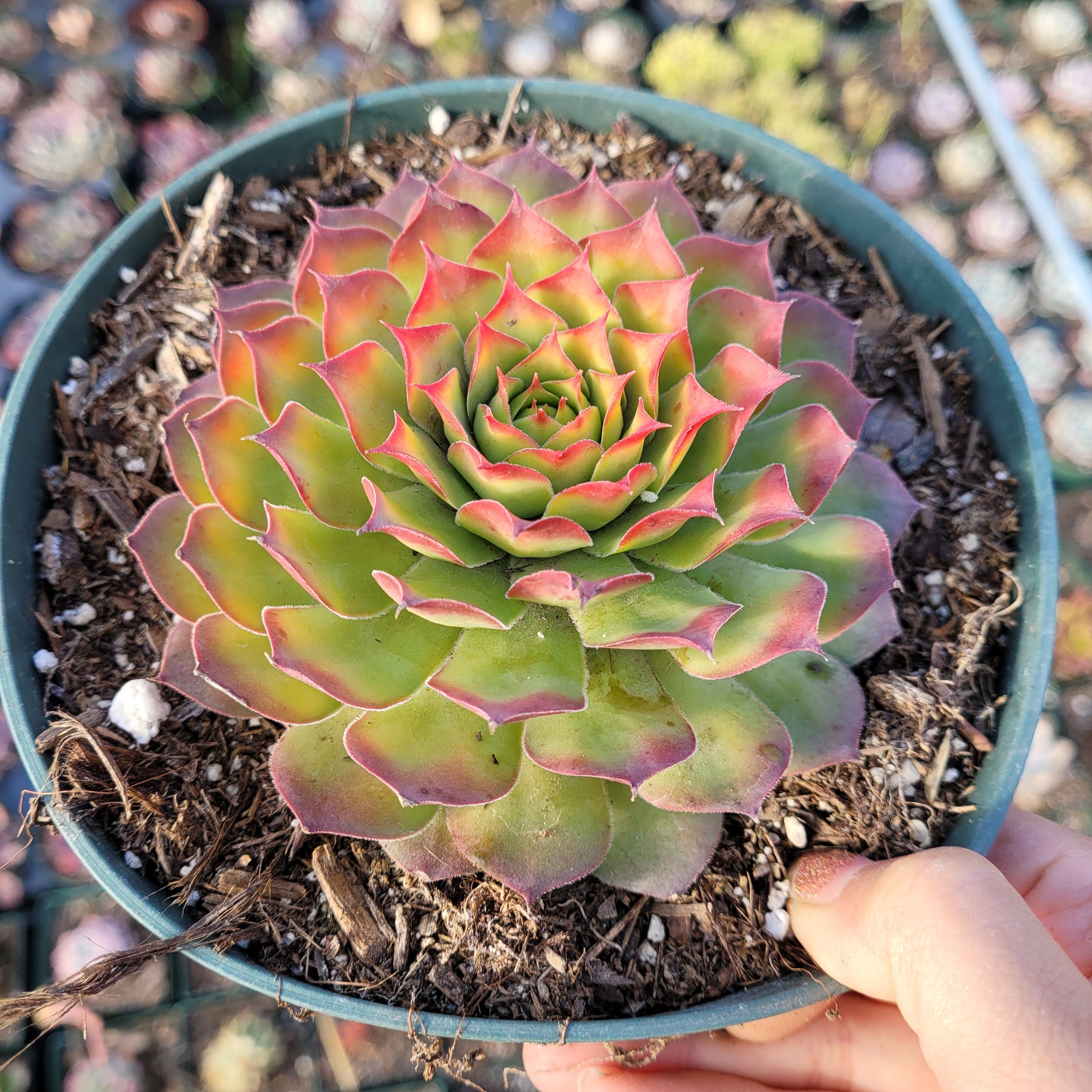 gold nugget succulent care Sempervivum Chick Charms® Gold Nugget™ -