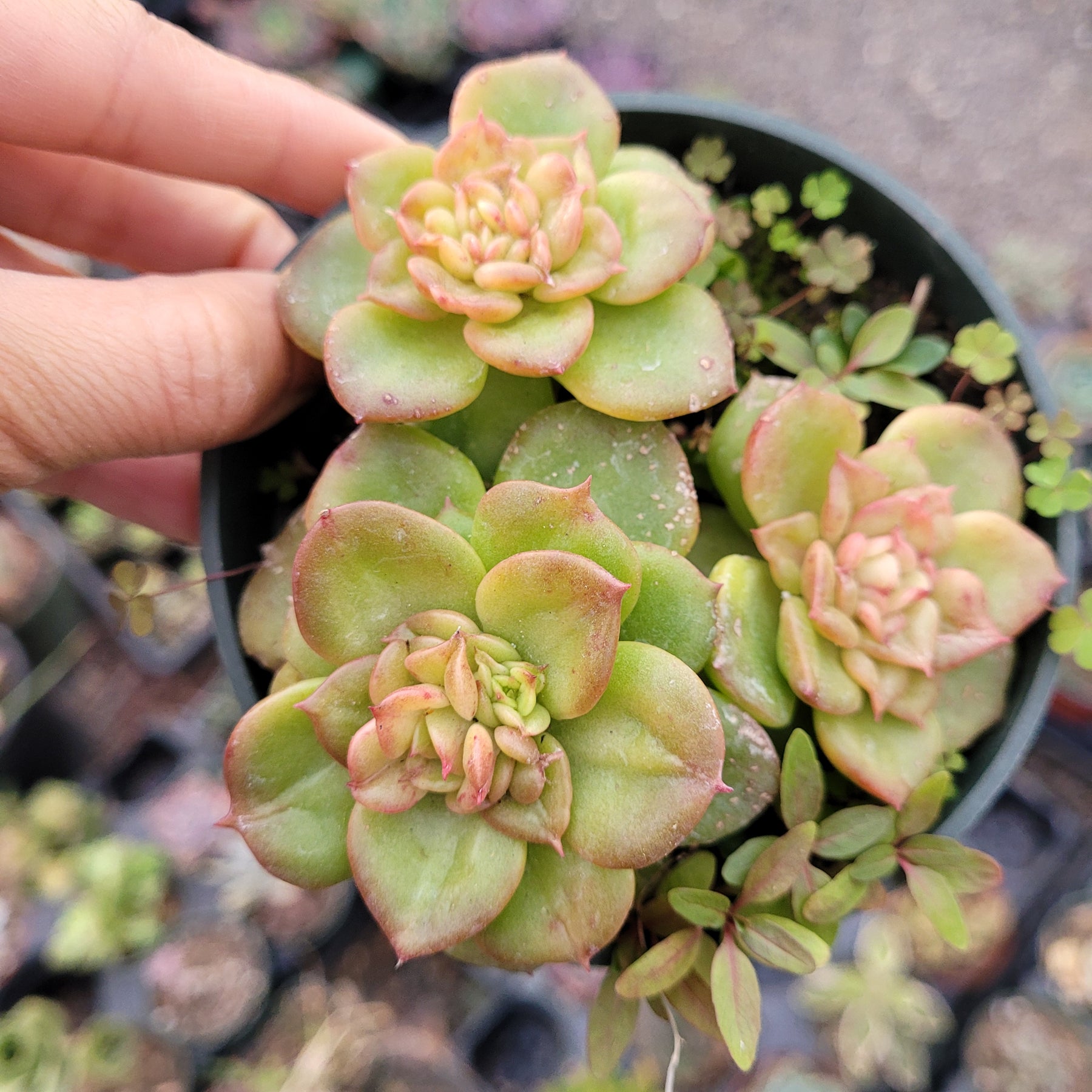 Sedeveria Rolly - Succulents Depot