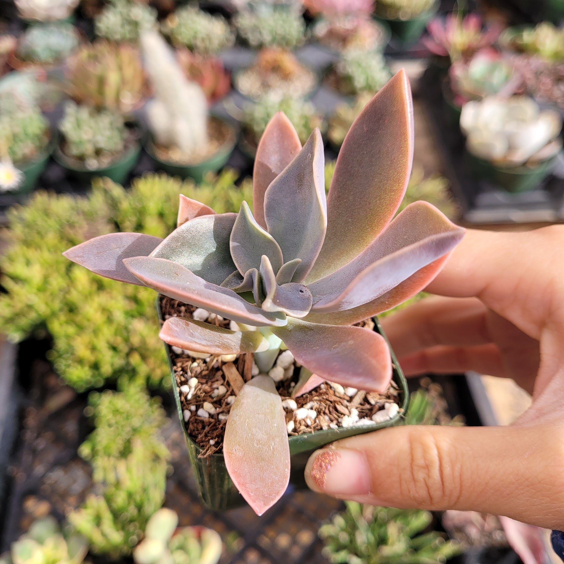 Graptoveria 'Fred Ives' - Succulents Depot