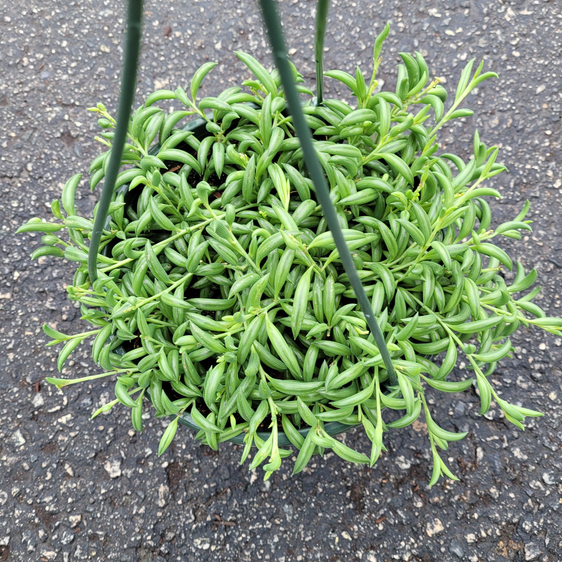 string of bananas succulent plant care String of Bananas Senecio radicans