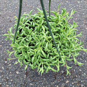 banana plant hanging String of Bananas Senecio radicans 2 Inch