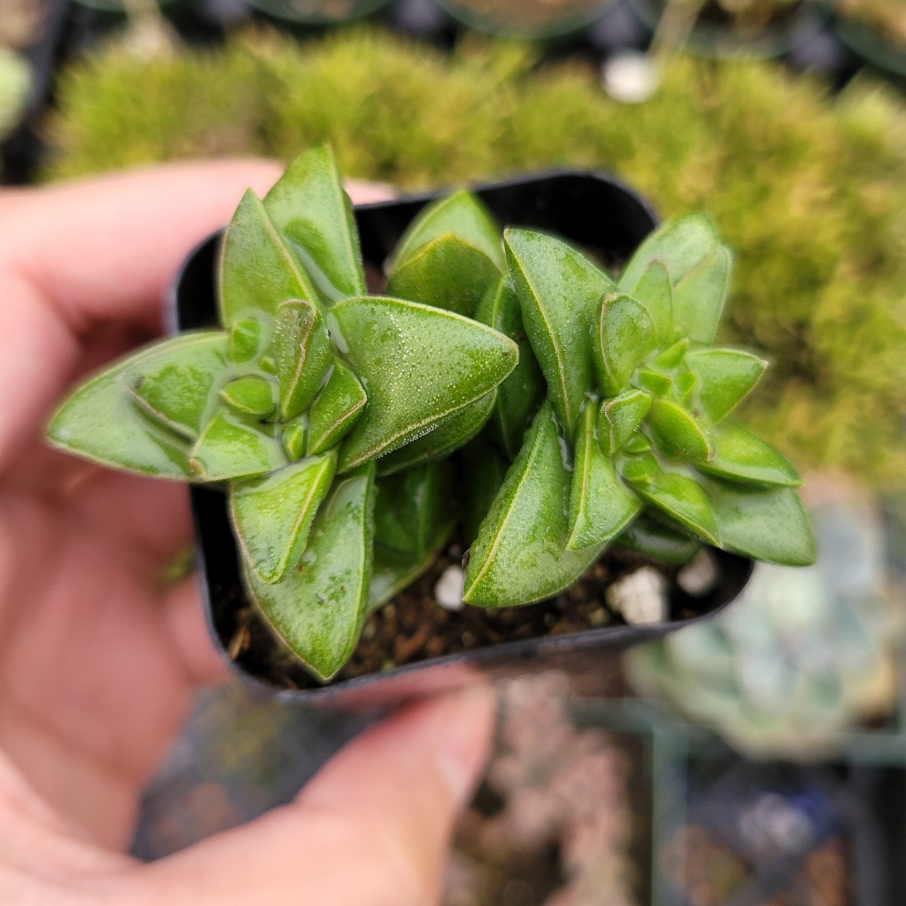 spring grass succulent Crassula 'Springtime'
