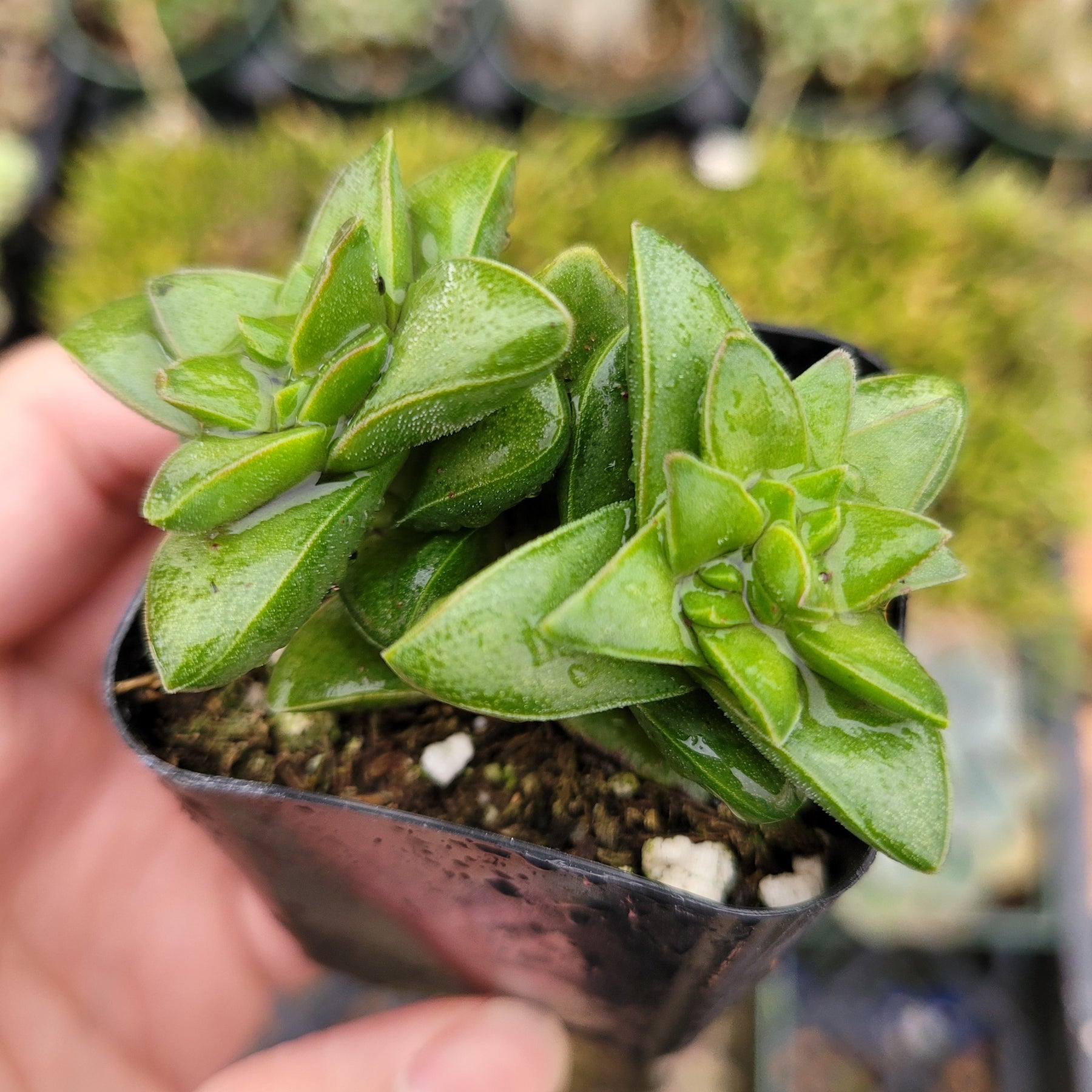 silver springtime succulent Crassula 'Springtime'