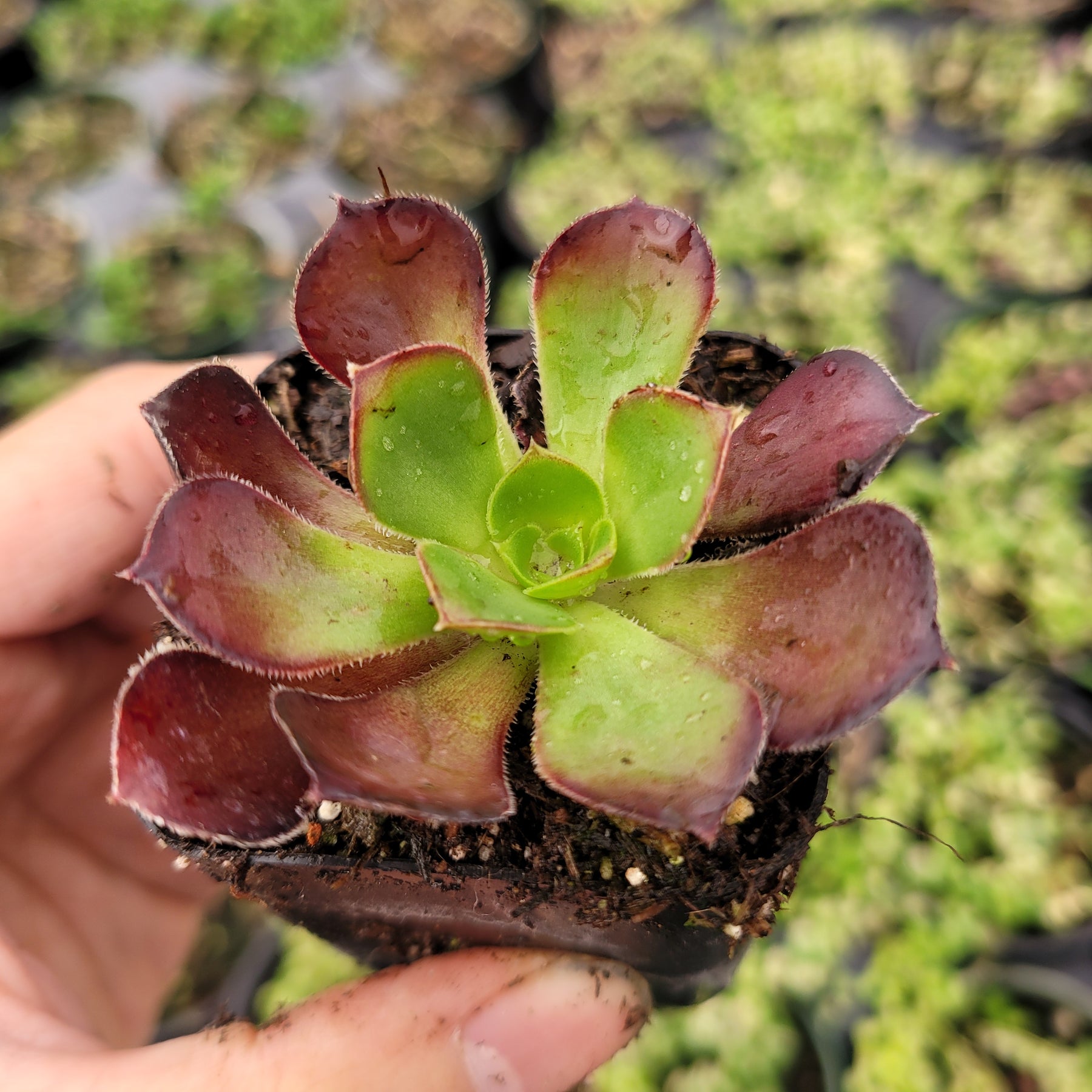 aeonium succulent types Aeonium 'Voodoo'