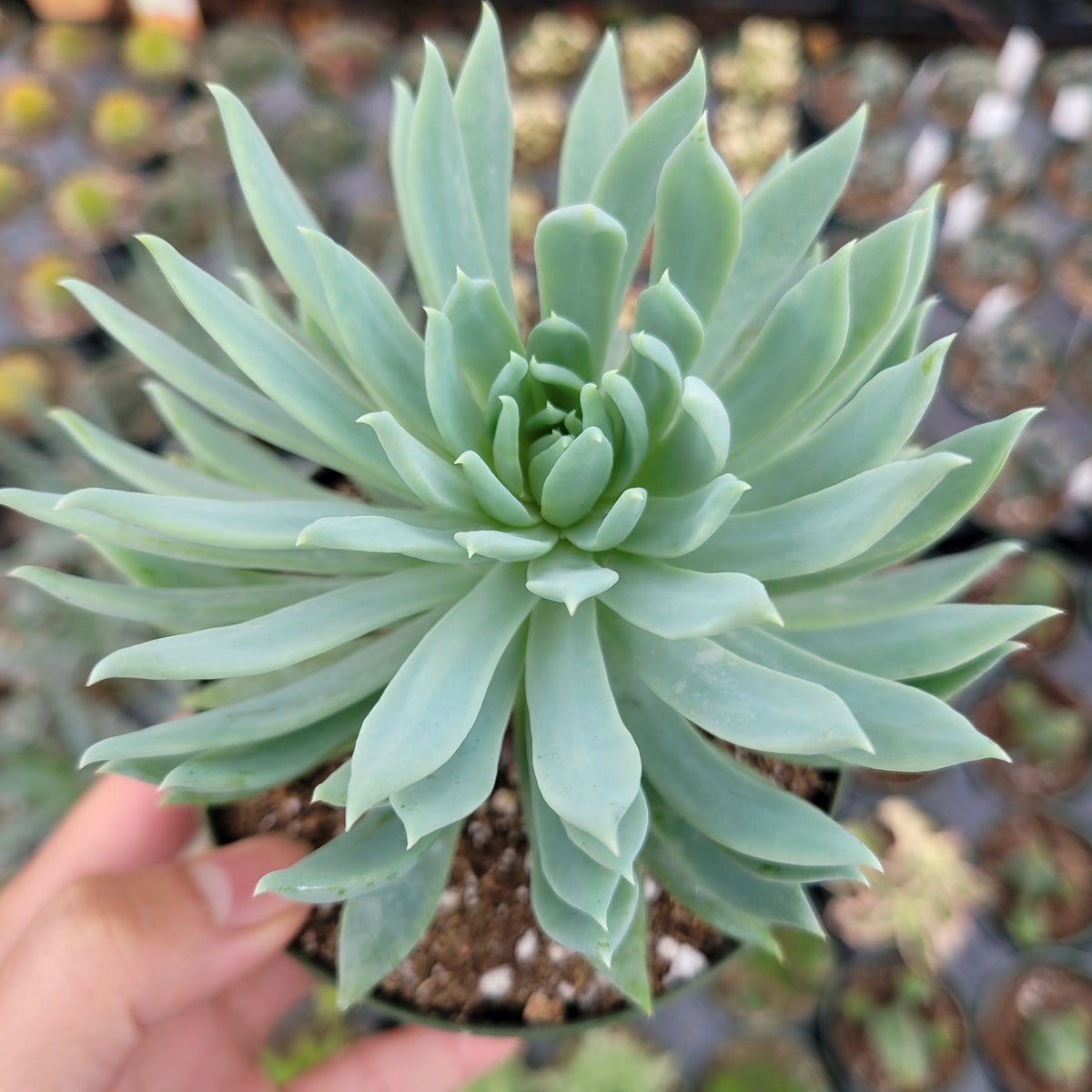 Sedeveria 'Fanfare'